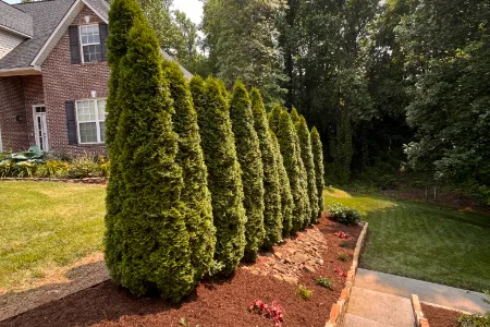 Privacy Hedge Installation